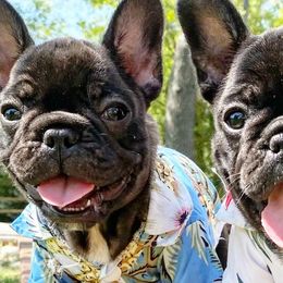 French Bulldogs from Pardon My Frenchie Puppies