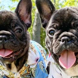 French Bulldogs from Pardon My Frenchie Puppies