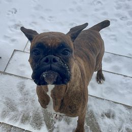 Boxer All Grown Up from Bluegrass Brawn Boxers