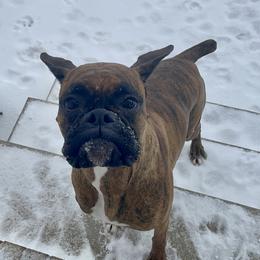 Boxer All Grown Up from Bluegrass Brawn Boxers
