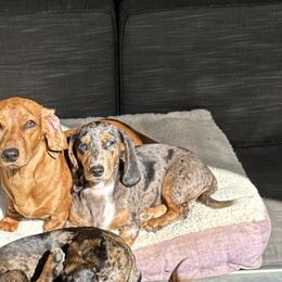 Athena - Dachshund
