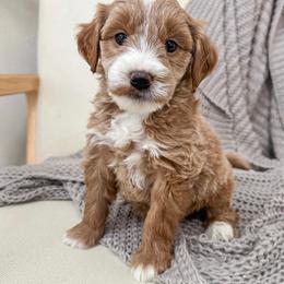 Tortilla Soup - Red  male Goldendoodle puppy in Sallisaw, Oklahoma from Huddle Puppies