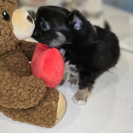 Boy 1 - Black and white male Chihuahua puppy in Lugoff, South Carolina from Cutie Pie Chihuahua's
