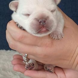 French Bulldog Puppies from Diamond Dreams French Bulldogs
