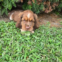 Carmel - Red and white female English Springer Spaniel puppy in Perry, New York from Chappell Hill Springers