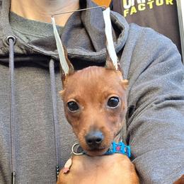 Tim - Stag red male Miniature Pinscher puppy in Mount Pleasant, Michigan from Hundeholz