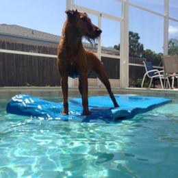 Irish Terriers from James' Irish Terriers