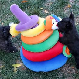 Cairn Terrier Puppies from Luckenbooth Cairns