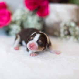 Lily - Red tri-color female Aussiedoodle puppy in Tonopah, Arizona from Kae's Kennels