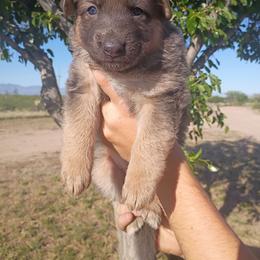 Misty - Blue female German Shepherd puppy in Cochise, Arizona from Freiheit Von Himmel  Shepherds