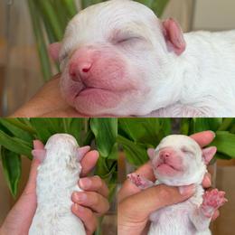 Daffney - White female Poodle puppy in Yuciapa, California from AlltheDoodlez_