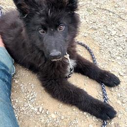 White Collar Male - Black male German Shepherd puppy in Cadet, Missouri from Working Valley Shepherds