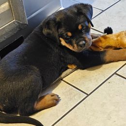 Rottweiler Puppies from Karol pragacz