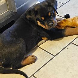 Rottweiler Puppies from Karol pragacz