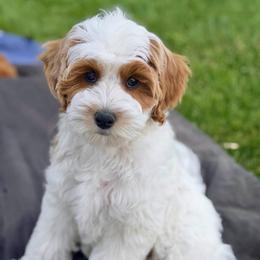 Cooper - Red  male Goldendoodle puppy in Highland, Utah from Angel Pups Deluxe