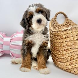 Clover (Green) - Tri-color male Bernedoodle puppy in Highland, Utah from Angel Pups Deluxe