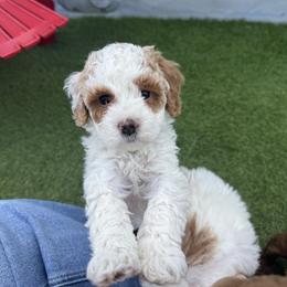 Woody - Parti male Goldendoodle puppy in Phoenix, Arizona from Amore Doodles & Poodles