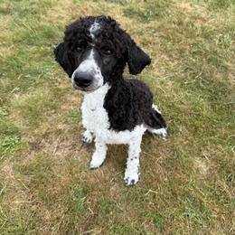 Daisy - Poodle