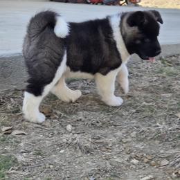 Akita Puppies from Folklore Akitas