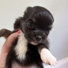 Shadow - Black and white male Chihuahua puppy in Massachusetts, Massachusetts from Boston Chi Chis