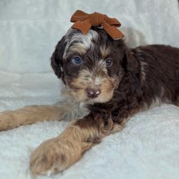 KITKAT - Brown merle female Aussiedoodle puppy in Houston, Texas from Jomelkin Furry Pals