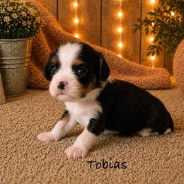 Tobias - Tri-color male Cavalier King Charles Spaniel puppy in Howardsville, Virginia from Spectacular Aussies and Cavaliers