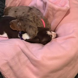 Dachshund Puppies from Royalty Grove Dachshunds