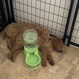 Poodle Puppies from Desert Horizon poodles
