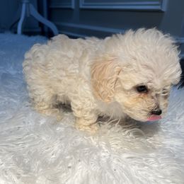 Poodle Puppies from Pawsome Poodles