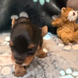 Chance - Black and tan male Yorkshire Terrier puppy in Crossville, Tennessee from Lil Britches Yorkies
