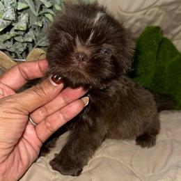 Peanut - Chocolate male Shih Tzu puppy in Azusa, California from RJ Shih Tzu lover