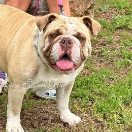 Dottie - Bulldog