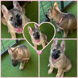 Lujain - Sable female German Shepherd puppy in New Martinsville, West Virginia from Hunter K-9