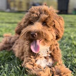 Goldendoodle All Grown Up from Scherrer Sweet Goldendoodles