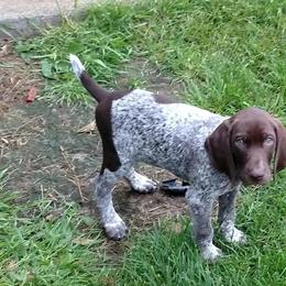 German Shorthaired Pointers from RFP Pointers German Shorthaired Pointers