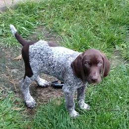 German Shorthaired Pointers from RFP Pointers German Shorthaired Pointers