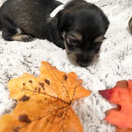 Dachshund Puppies from Oak tree Dachshunds