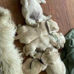 Girl 3 - Wheaten female Scottish Terrier puppy in Fenton, Michigan from Carnes Croft Scotties