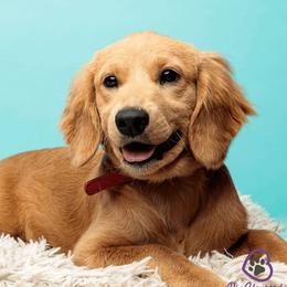 Honey - Goldendoodle