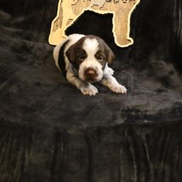 Girl 6 - Brown and gray female Wirehaired Pointing Griffon puppy in Afton, Wisconsin from Daehler's Wirehaired Pointing Griffons