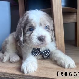 Froggy with training - Merle male Cockapoo puppy in Boonville, North Carolina from Doods & Dolls