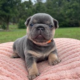 Scrappy - Tricolors male French Bulldog puppy in Salisbury, Maryland from 77 Frenchies Maryland