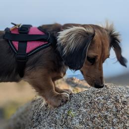 Dachshunds from Sesame Doxies