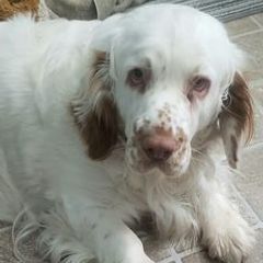 Clumber Spaniels from Linda Sidorovich