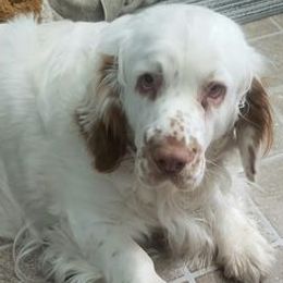 Clumber Spaniels from Linda Sidorovich