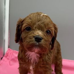 Tiana - Brown female Cavapoo puppy in Burke, New York from Patti’s Puppies