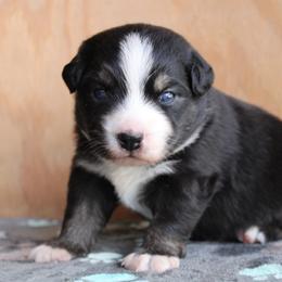 Lestrade - Black tri male Miniature Australian Shepherd puppy in Daytona Beach, Florida from Underhill Aussies