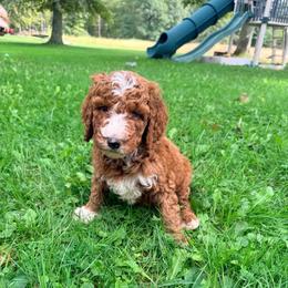 MEATBALL - Red  male Goldendoodle puppy in Brookville, Pennsylvania from Woodland Mountain Doodles