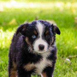 Miniature American Shepherd and Miniature Australian Shepherd Puppies from Bellewynd Acres
