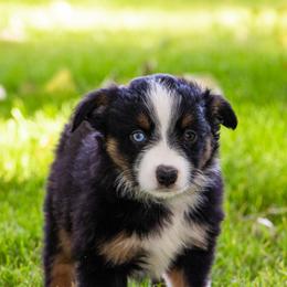 Miniature American Shepherd and Miniature Australian Shepherd Puppies from Bellewynd Acres